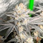 Ice Cream Cake – Seed Junky Breeder Cut – Bild 4