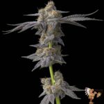 Ice Cream Cake Steckling in voller Blüte – dichte, harzbedeckte Buds mit charakteristischer lila-violetter Färbung und orangen Pistillen vor schwarzem Hintergrund.