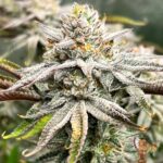 Ice Cream Cake Strain – reife Blüte mit violett-grüner Färbung, weißen Trichomen und orangen Pistillen.