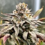 Ice Cream Cake Strain