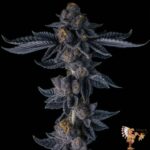 Ice Cream Cake Strains