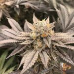 Ice Cream Cake – Seed Junky Breeder Cut – Bild 5