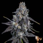 Ice Cream Cake – Seed Junky Breeder Cut