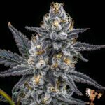 Ice Cream Cake Strain – Seed Junky Breeder Cut