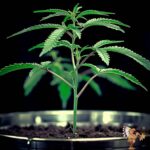 Ice Cream Cake Stecklinge – Seed Junky Breeder Cut