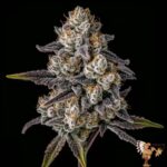 Ice Cream Cake – Seed Junky Breeder Cut