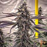 Ice Cream Cake Strain – Seed Junky Breeder Cut