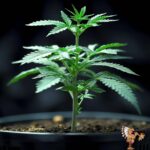 Blue Gelato 41 Stecklinge