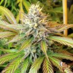 Blue Gelato 41 Strains
