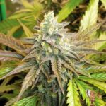 Blue Gelato 41 Strains