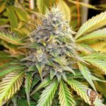 Blue Gelato 41 Strains