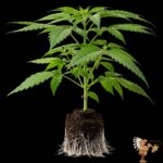 Cookies USA | Cannabis Sämlinge