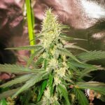 Cookies USA Cannabis Saemlinge