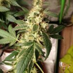 Cookies USA