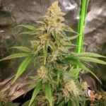 Cookies USA | Cannabis Sämlinge