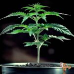 Cookies USA | Cannabis Sämlinge