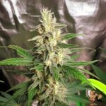 Cookies USA Cannabis Saemlinge