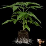 Cookies USA | Cannabis Sämlinge