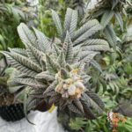 Gasonade Cannabis Strains