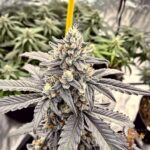 Gasonade Strain