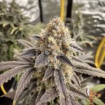 Gasonade Strain