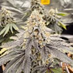 Gasonade Strain
