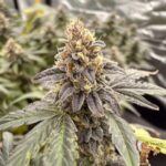 Gasonade Strain