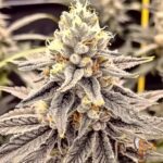Gasonade Cannabis Strains