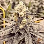 Gasonade Cannabis Strains