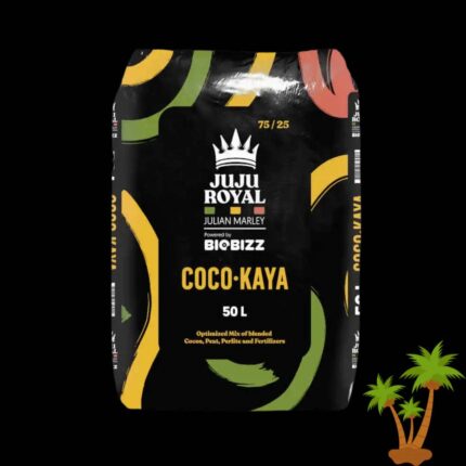 Juju Royal Coco Kaya