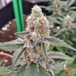 Kush Crasher - Seed Junky Genetics (Breeder Cut)