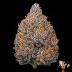 Kush Crasher Strains