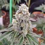 Kush Crasher – Seed Junky Genetics