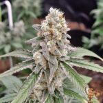 Kush Crasher Strains