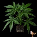 Mendocino Skunk
