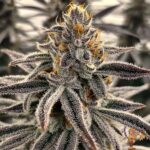 White Devil Us Breeder Cut