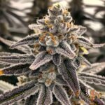 White Devil Cannabis Strains