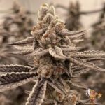 White Devil Strains