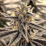 White Devil Strains