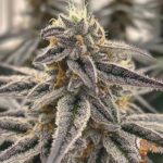 White Devil Us Breeder Cut