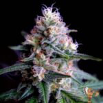 Cream Caramel | Cannabis Sämlinge