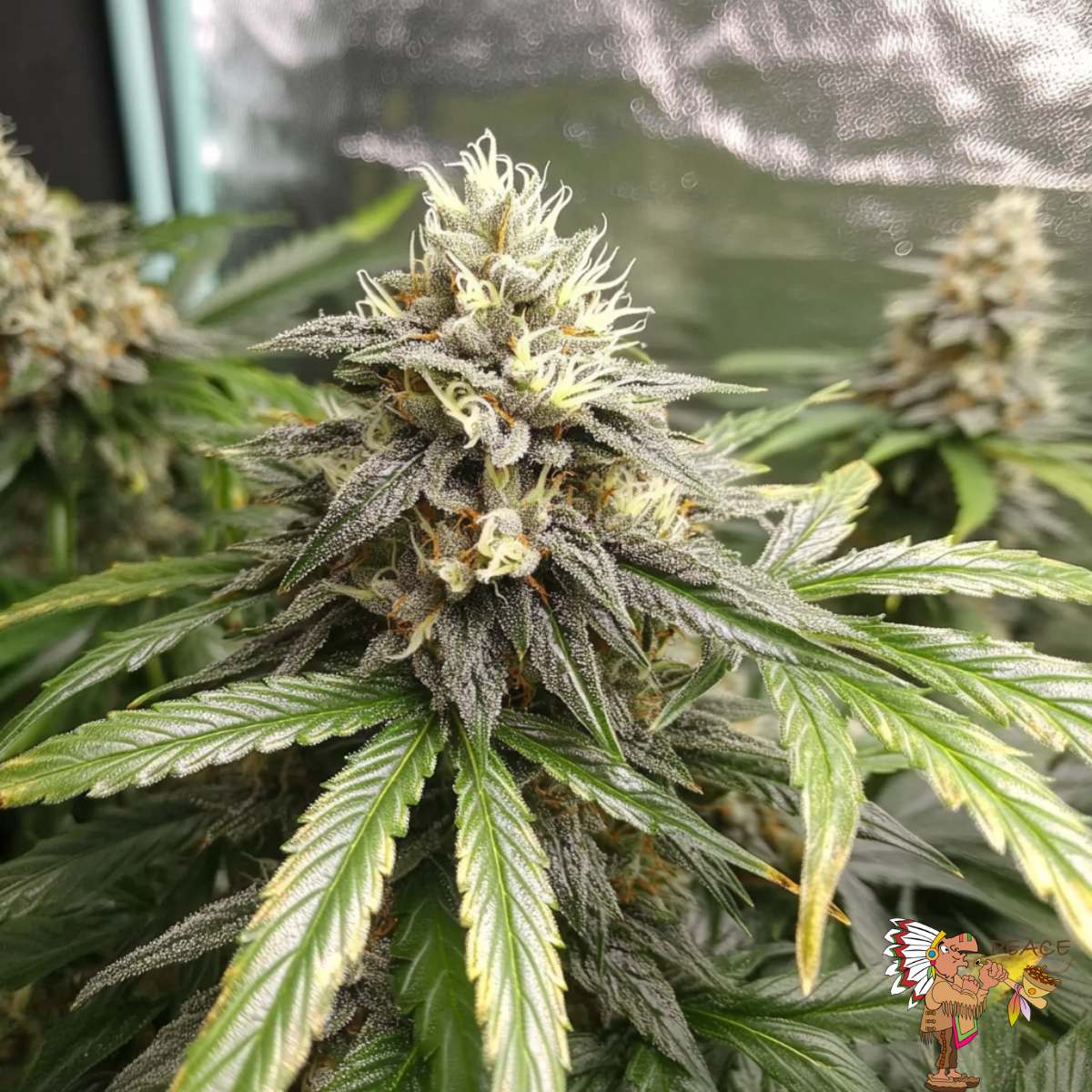 Cream Caramel Strains