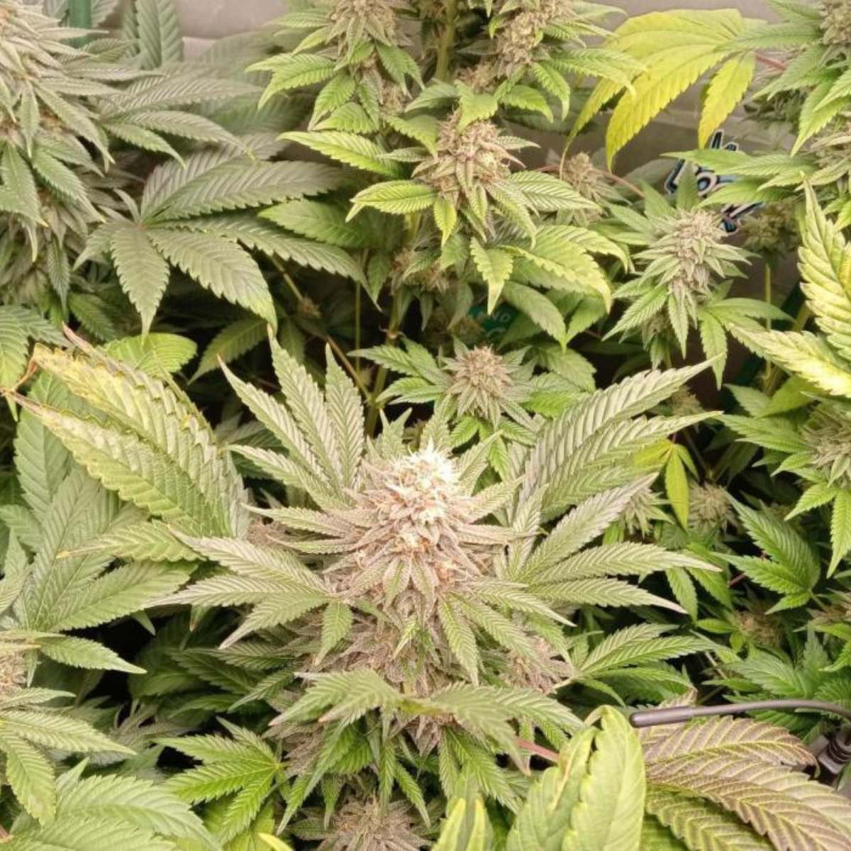 Cream Caramel Strains