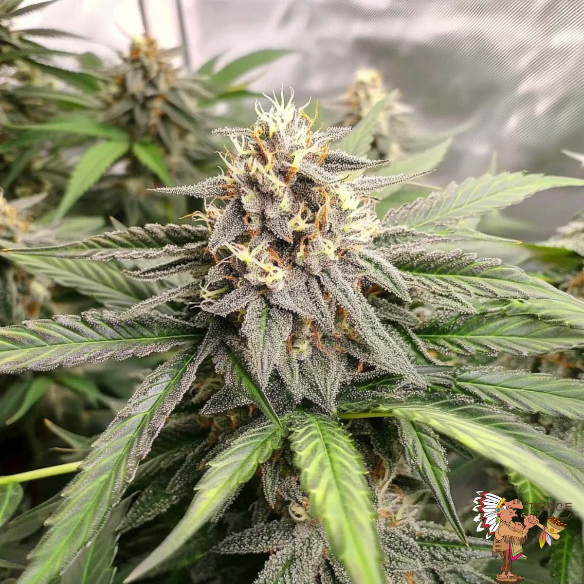 Cream Caramel Strains