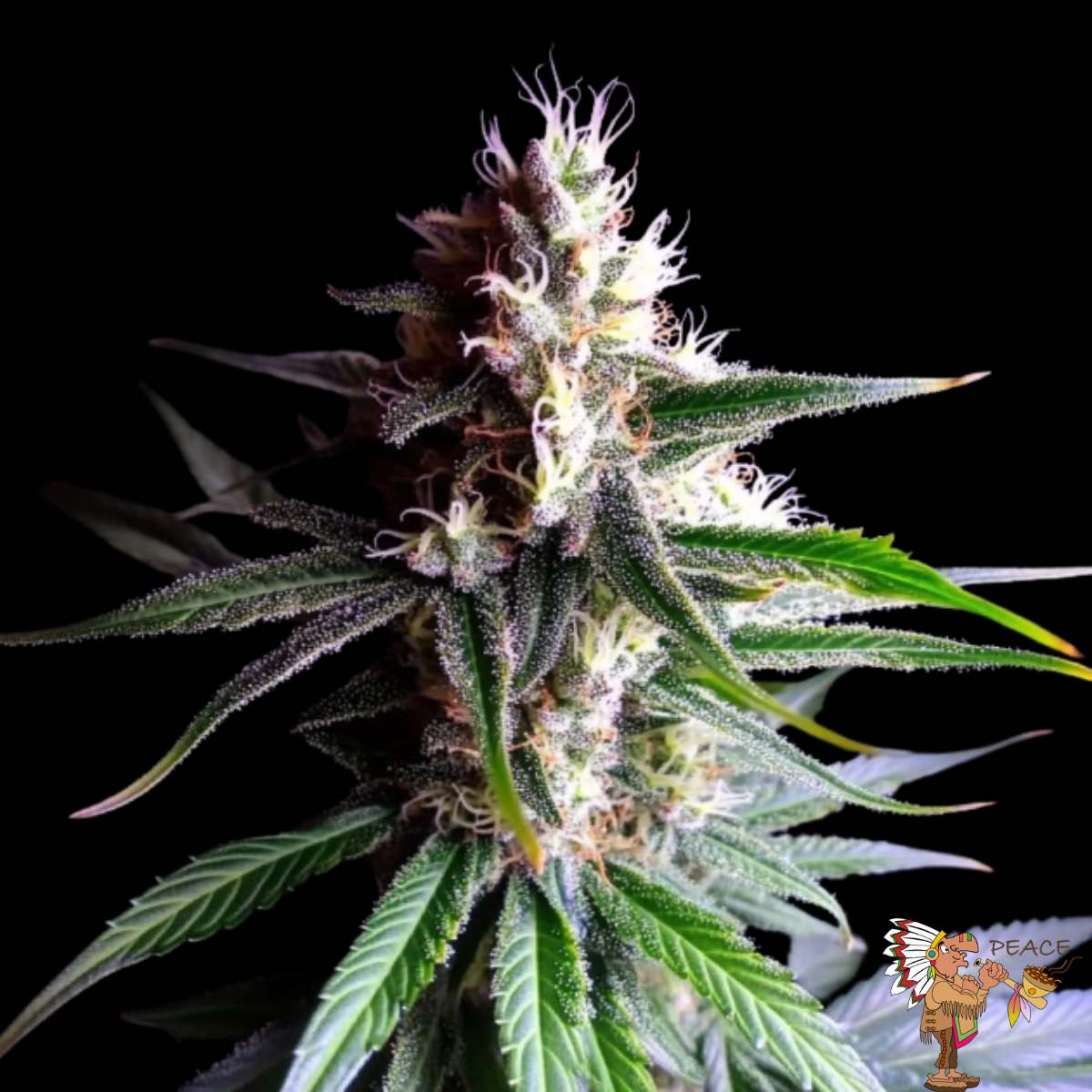 Cream Caramel Strains