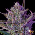 Gorilla Cookies Auto | Cannabis Sämlinge