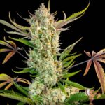 Gorilla Cookies Auto
