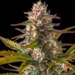 Gorilla Cookies Auto Cannabis Sämlinge