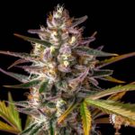 Gorilla Cookies Auto Strains
