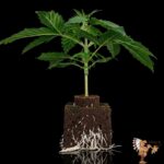 Gorilla Cookies Auto | Cannabis Sämlinge